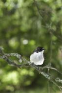 Flycatcher Male
