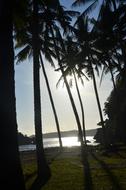 view of Palm on Sea coast
