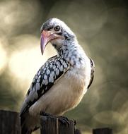 Hornbill Close Eyes