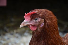 Hen Brown