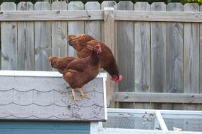 Bird Chicken Farm