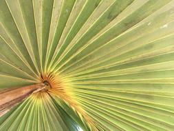 Green Tropical Palm Leaf