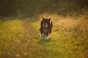 Border Dog at Autumn Nature