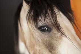 Horse White Beautiful