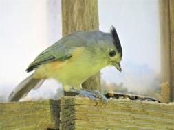 Bird Close Up