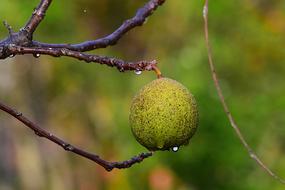 raindrops on a walnut tree