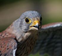 Male Kestrel