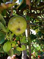 delicious fruit on a tree