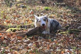 Collie Dog Cute