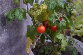 tomatoes on a tree are delicious