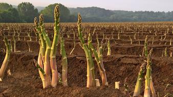 sprouts in the field