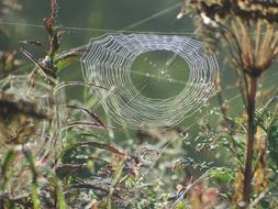 Spider Web Autumn The
