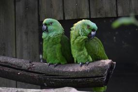 Amazons Parrot Bird
