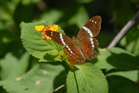 Butterfly Fauna