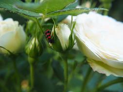 red black insect on White Rose Flower in Garden