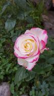 Rose Garden