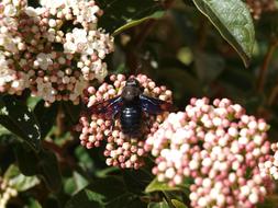 Insect In