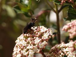 Insect In