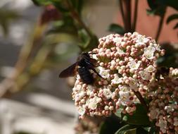 Insect In