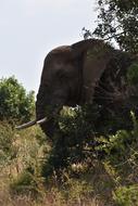 wild Elephant mammal in Africa