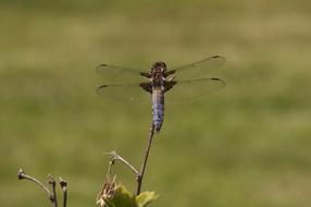 Dragonfly Insect