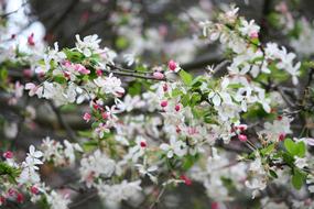 Nature Spring Bloom