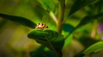 Lady Bug Flora Fauna