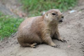 Prairie Dog Zoo