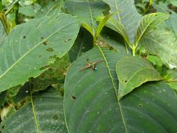 Cricket Insect Leaves