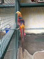 Bird Animal in Zoo cage