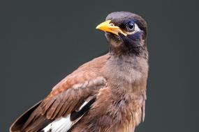 Thai Starling Bird