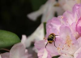 Brush Beetle Insect Close