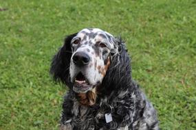 English Setter Dog