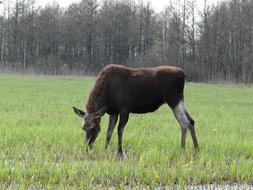 Moose Female Mammal