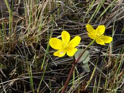 Caltha palustris, Marsh Marigold in bloom