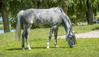 Horse Graze Pasture