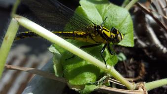 Dragonfly Wings