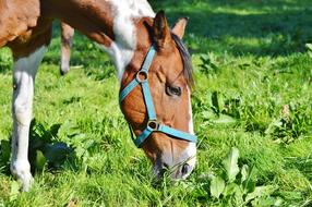 Horse Ride Reiter