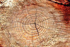 Close-up of the beautiful and colorful wood log with rings