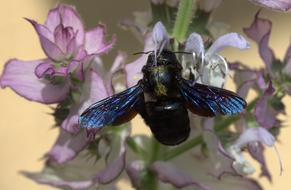 Bee Flight Pollination
