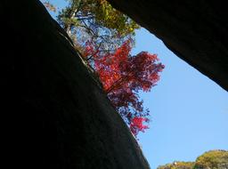 Park pink tree