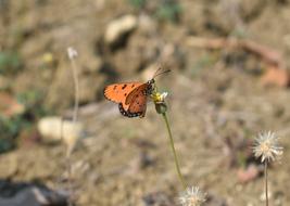 Butterfly Wild Animal