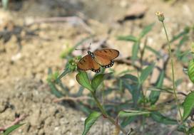 Wild Butterfly insect