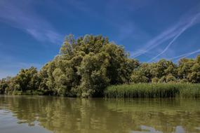 green trees on the banks of the Danube river in Slovakia