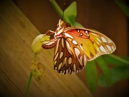 Insect Butterfly Colorful Close