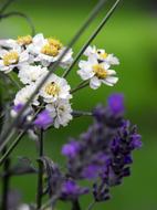 Lavender Flower Plant