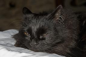Black Matou Cat pet