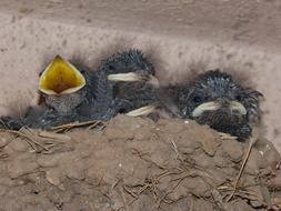 screaming chicks are cute