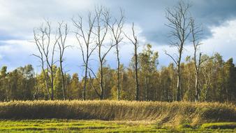 wetland near forest at autumn, germany, Bad Buchau