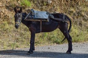 black mule in the countryside in Greece